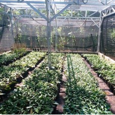 Bibit Vanili Unggul-Sumedang, Jawa Barat 